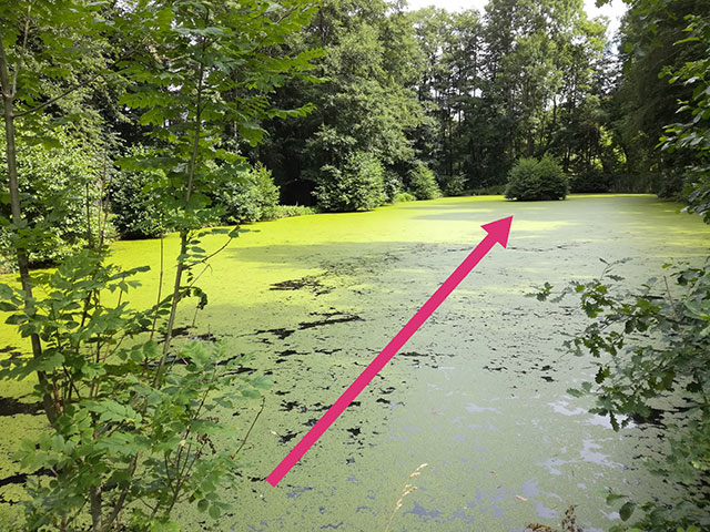 Verwunschener Weiher mit Wasserlinsen